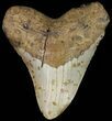 Megalodon Tooth (Repaired) - North Carolina #66105-1